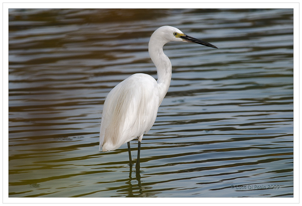 egretta garzetta