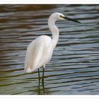 egretta garzetta