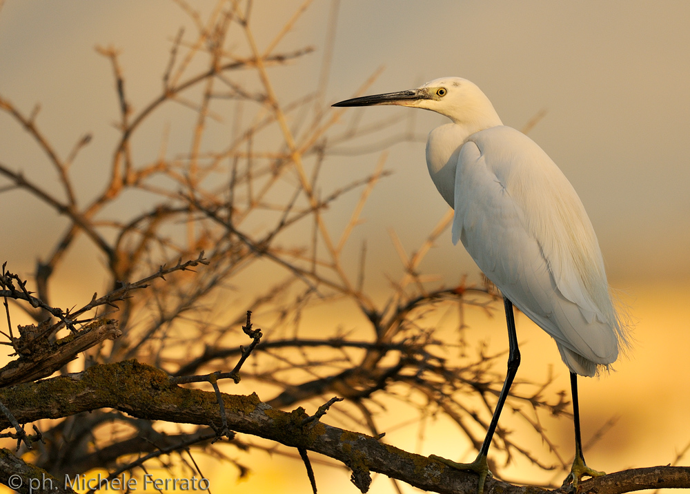 egretta garzetta all'alba