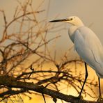 egretta garzetta all'alba