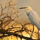 egretta garzetta all'alba