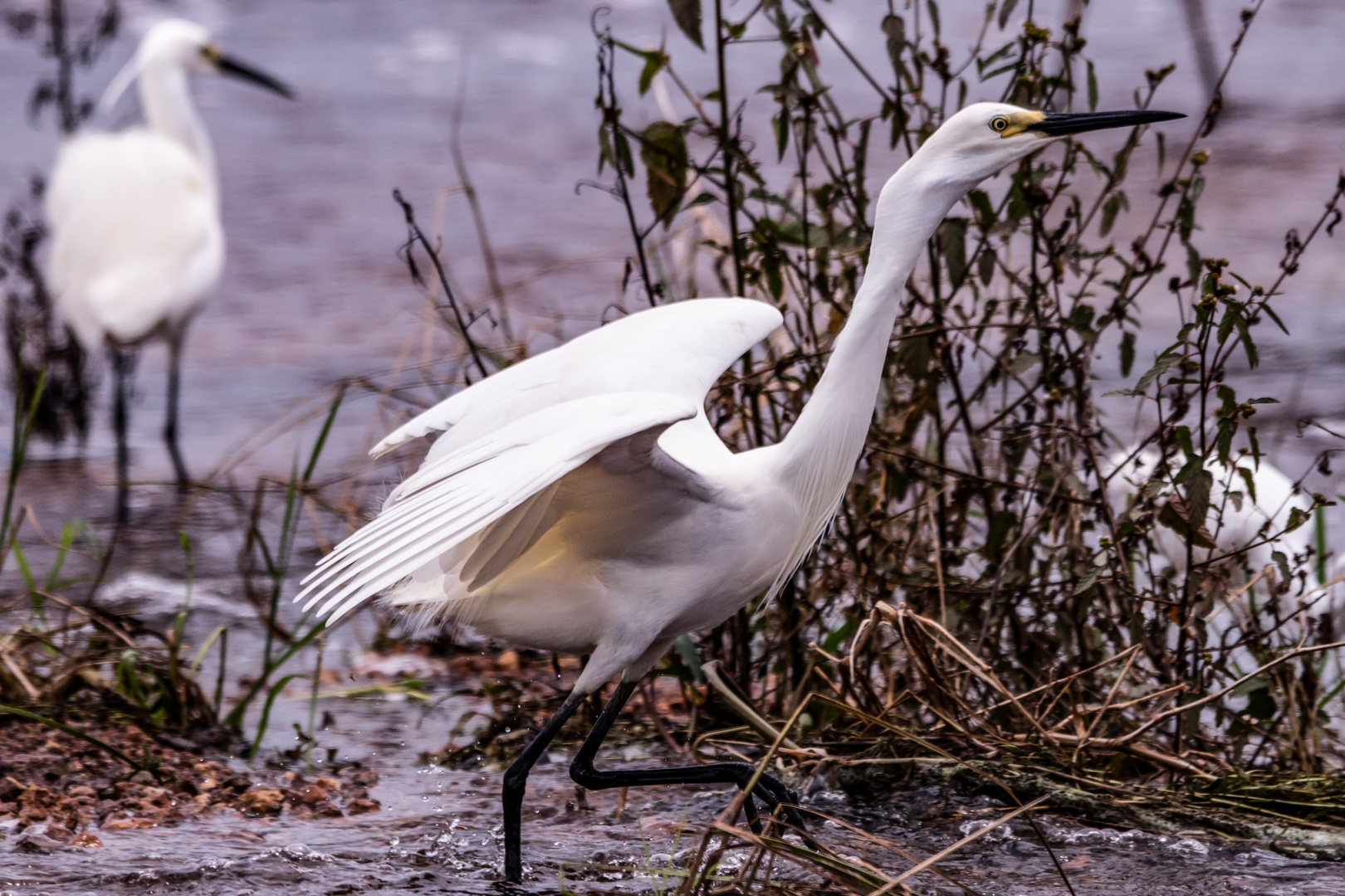 Egretta garzetta