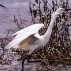 Egretta garzetta