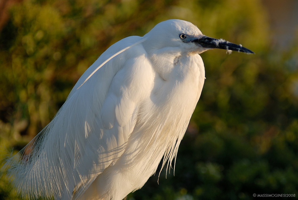 egretta garzetta - camargue