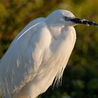 egretta garzetta - camargue