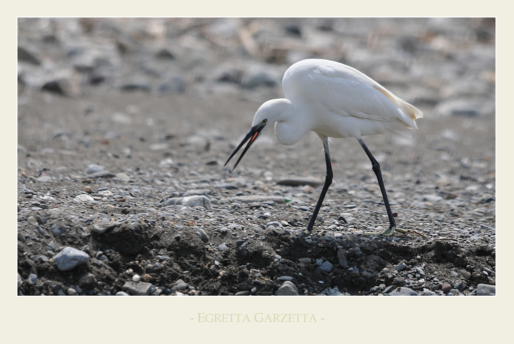 - Egretta Garzetta -