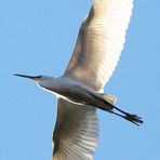 Egretta garzetta