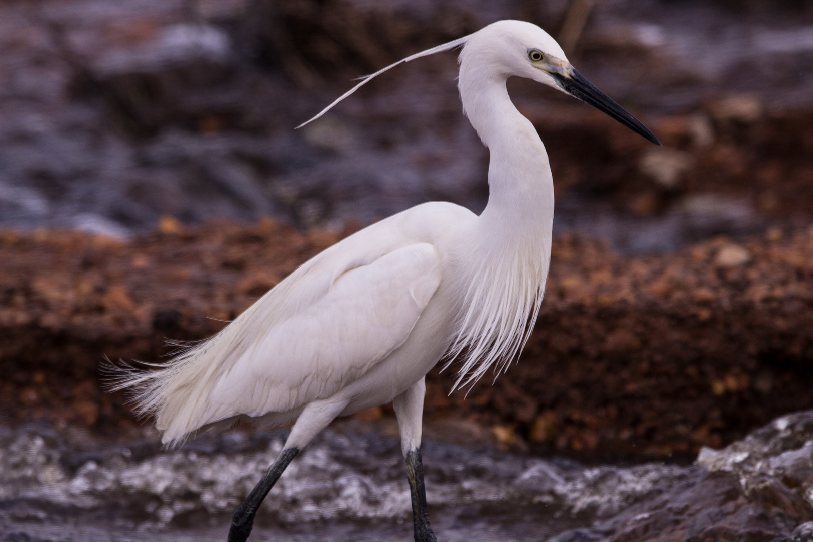 Egretta garzetta