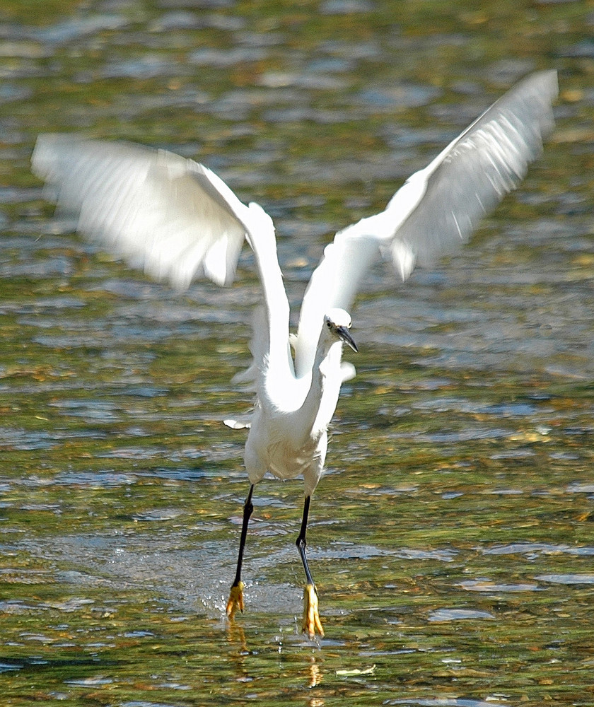 Egretta garzetta