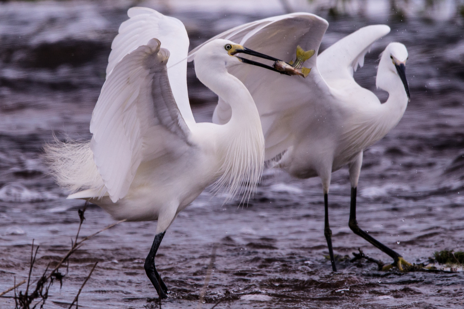 Egretta garzetta Foto & Bild australia, world, natur Bilder auf
