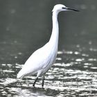 Egretta garzetta