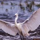 Egretta garzetta