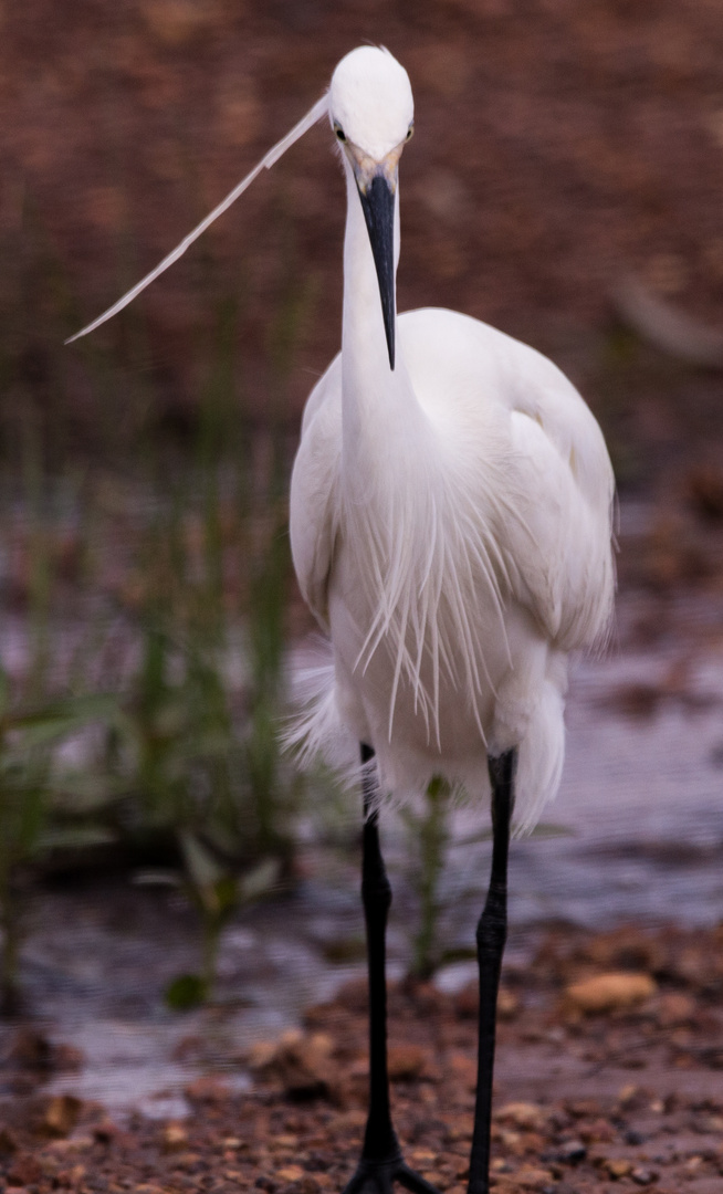 Egretta garzetta II