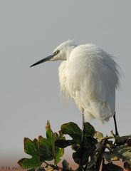 Egretta garzetta in "La vedetta"