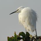 Egretta garzetta in "La vedetta"