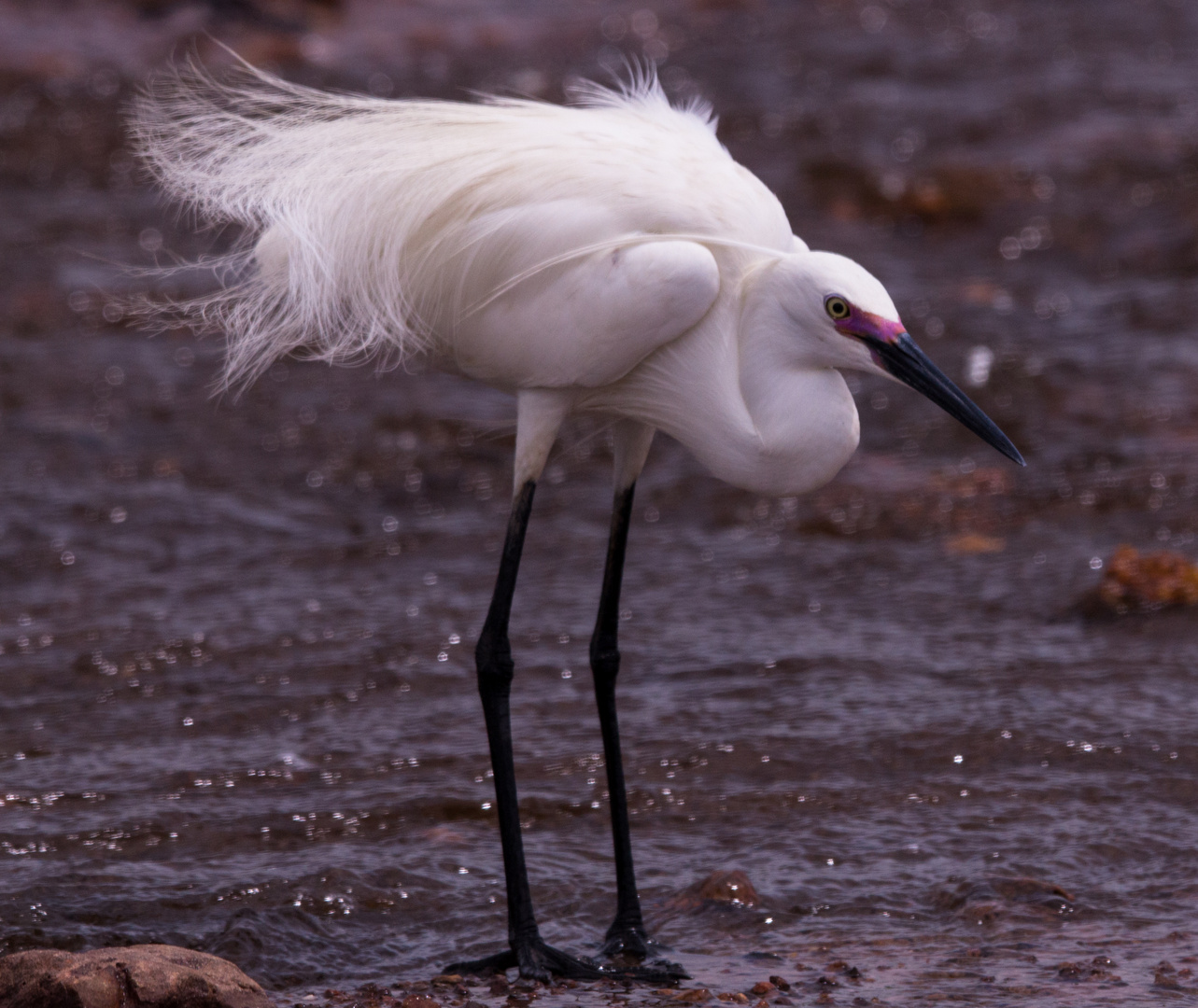 Egretta garzetta IV