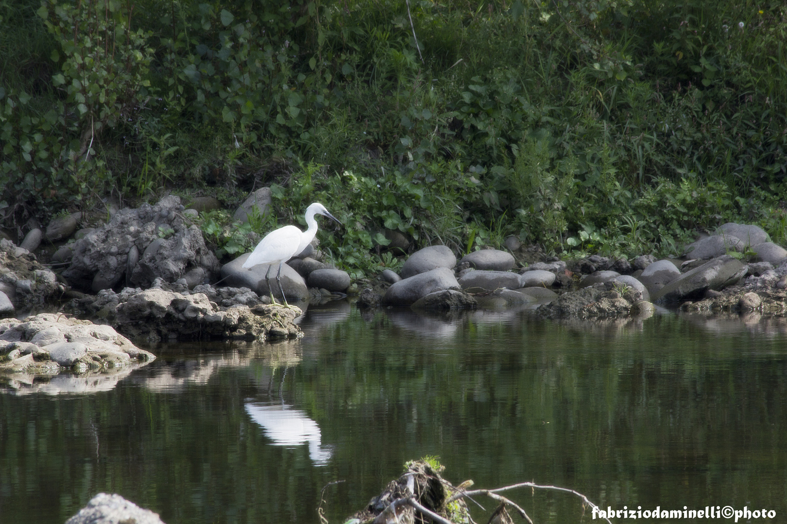 Egretta garzetta (Linnaeus, 1766)