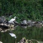 Egretta garzetta (Linnaeus, 1766)