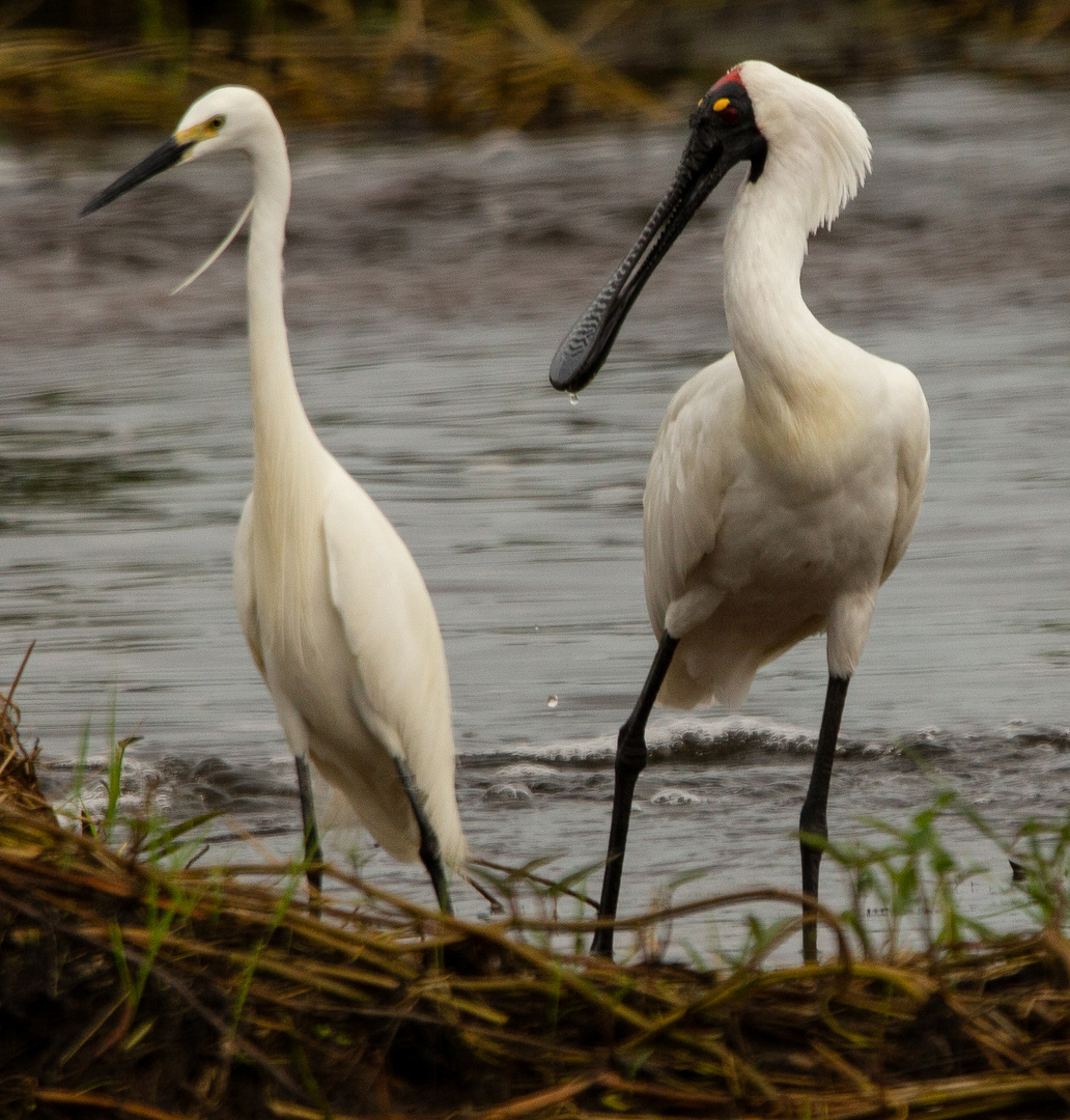 Egretta garzetta & Platalea regia