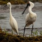 Egretta garzetta & Platalea regia