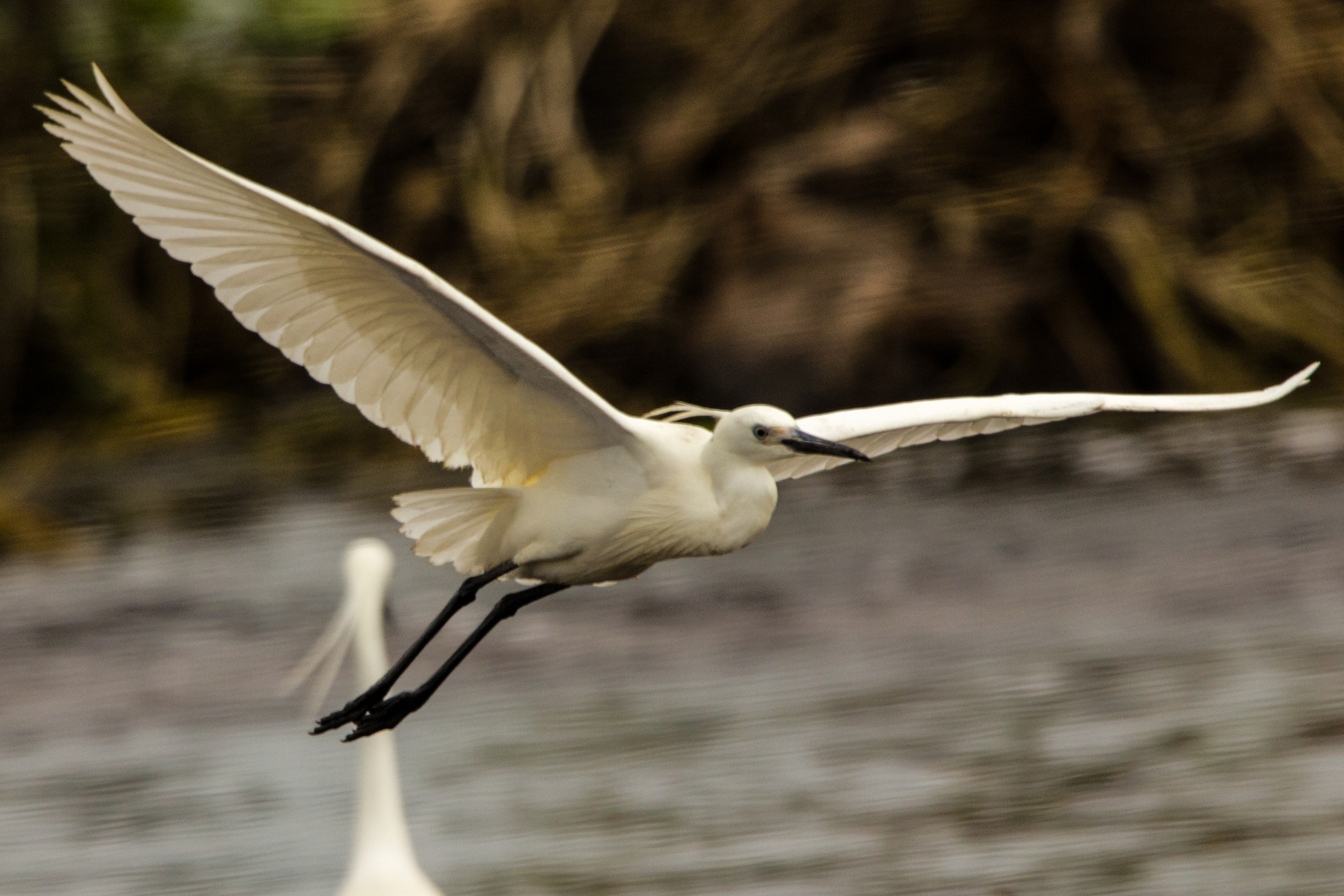 Egretta garzetta V