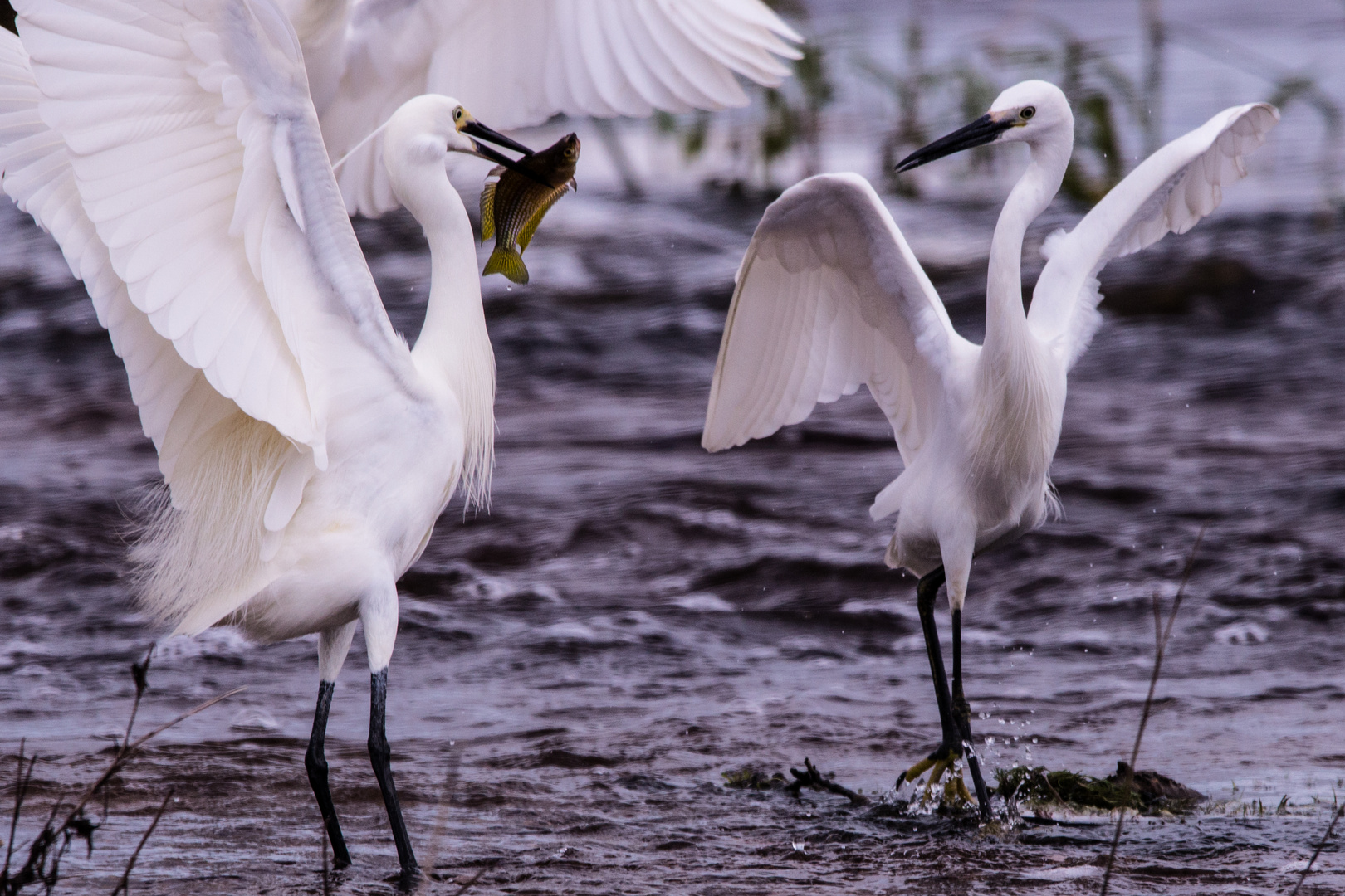 Egretta garzetta VI