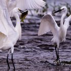 Egretta garzetta VI