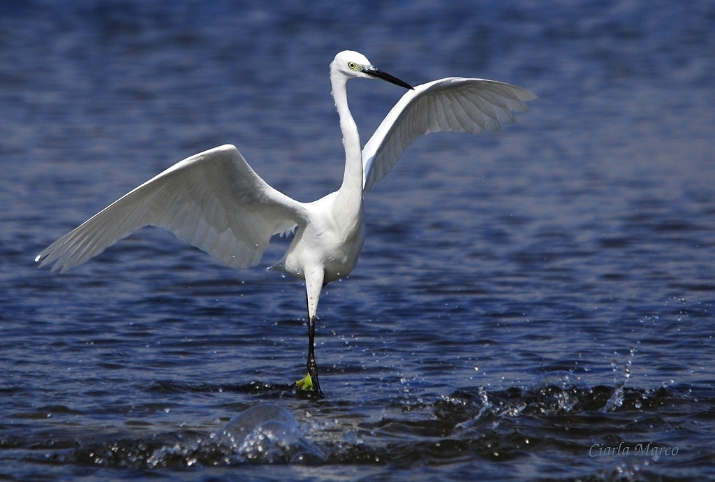 Egretta garzetta...in Surplace