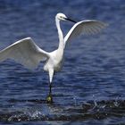 Egretta garzetta...in Surplace