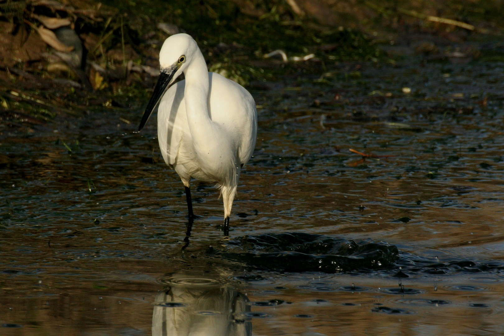 EGRETTA INCURIOSITA