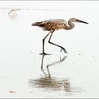 Egretta rufescens .....