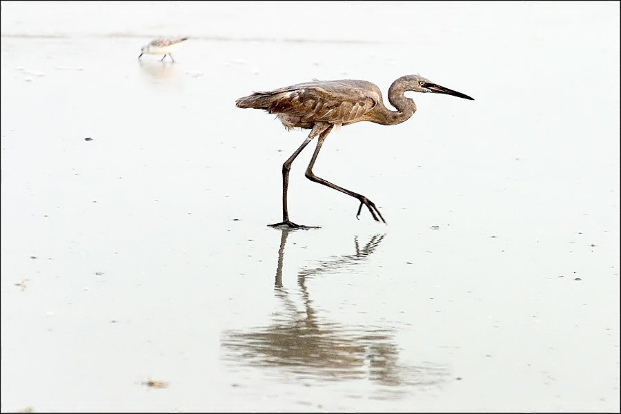 Egretta rufescens .....