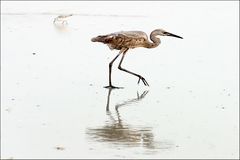 Egretta rufescens .....