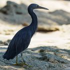 Egretta sacra