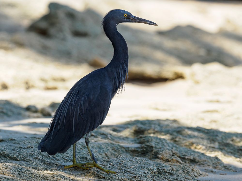 Egretta sacra