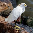 Egretta Thula 