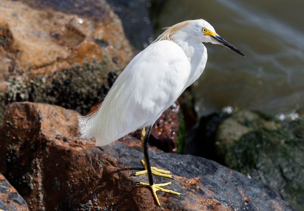 Egretta Thula 