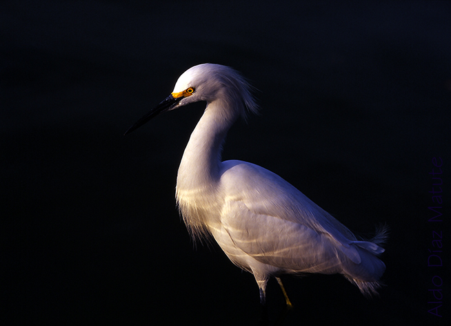 Egretta Thula