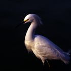 Egretta Thula