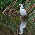 Egretta Thula