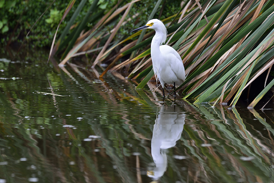 Egretta Thula