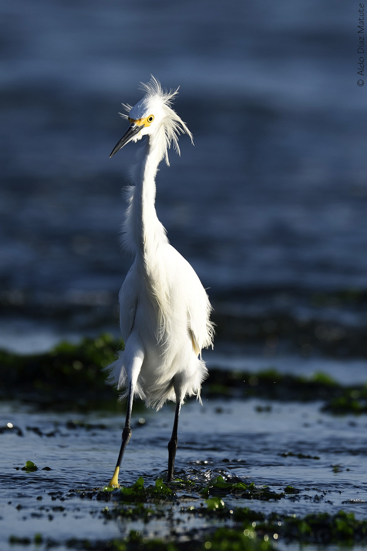 Egretta Thula