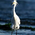 Egretta Thula