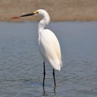 Egretta thula