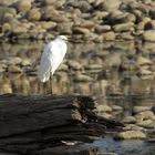 Egretta Thula