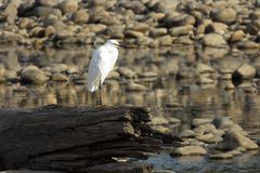 Egretta Thula