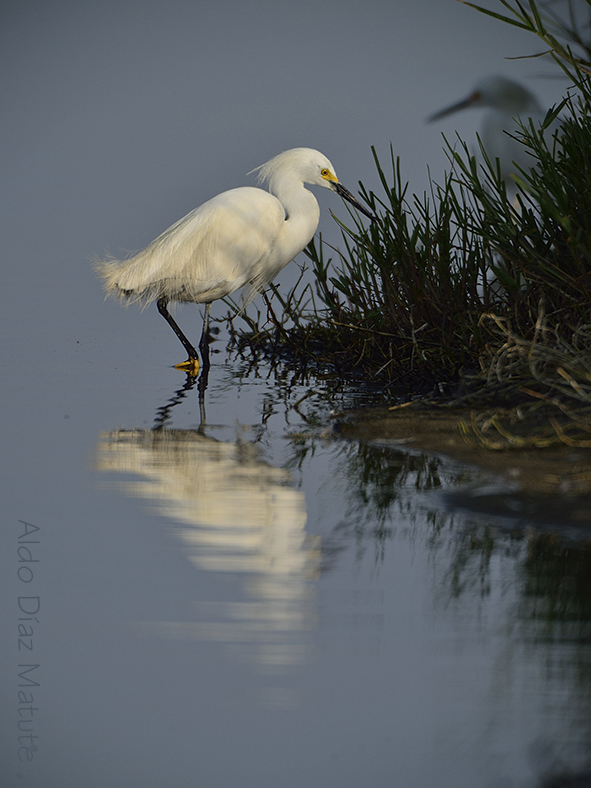 Egretta Thula