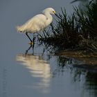 Egretta Thula