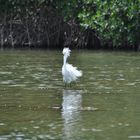 Egretta thula