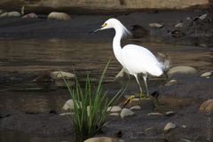 Egretta thula